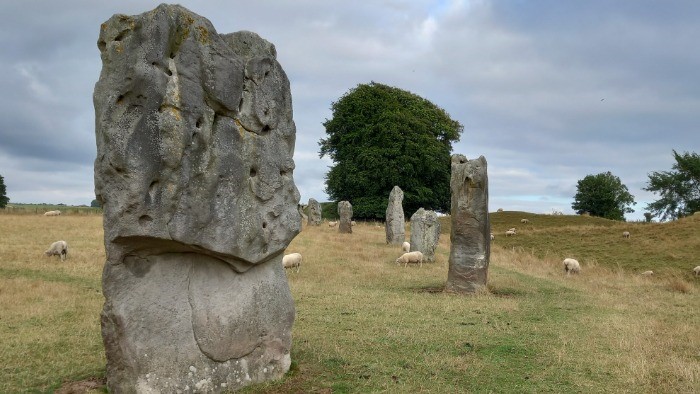 Avebury stone circle, a large stone to the front left with the others dotted around the background. Sheep are grazing around the stones. 
