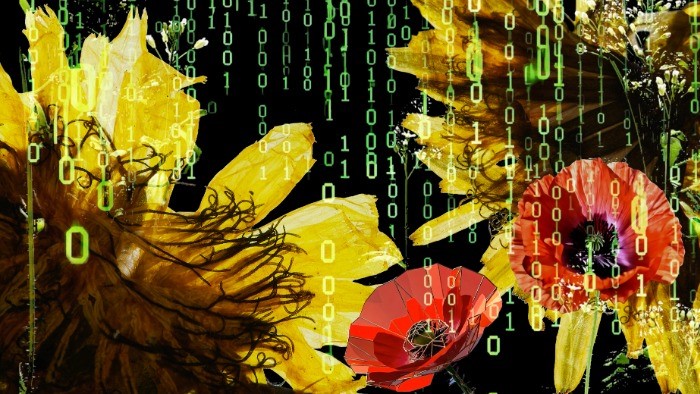 Dandelions and poppies on a black background, there are green 0s and 1s over the top in the style of binary code.