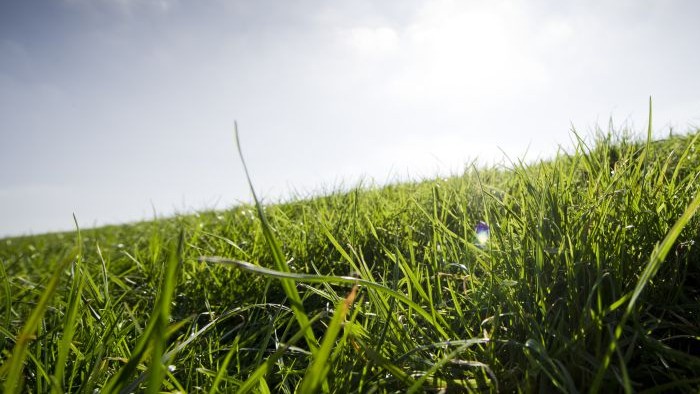 A close up shot of a field of grass on a sunny day