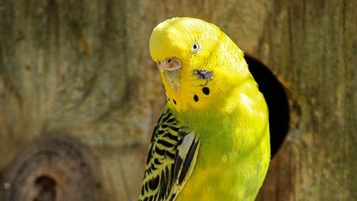 A yellow parakeet 