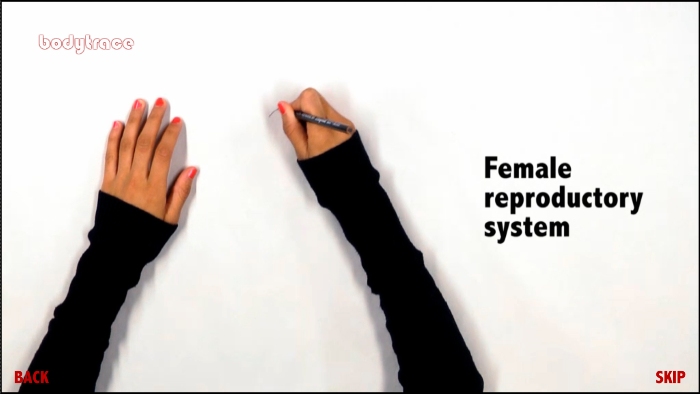 Hands drawing the female reproductory system
