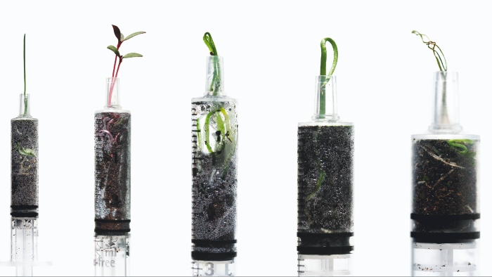 Plants growing in syringes