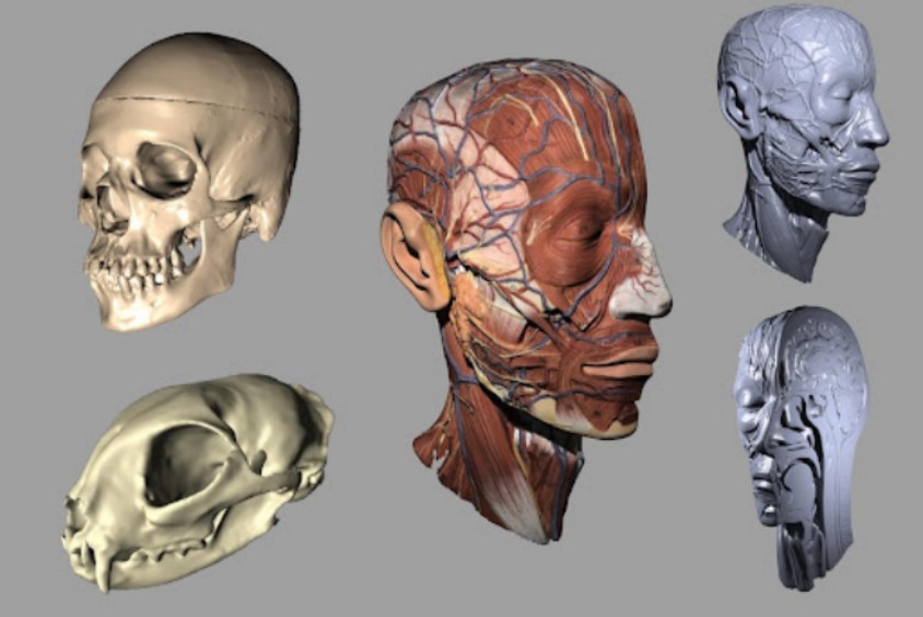 A selection of digital anatomical headform models