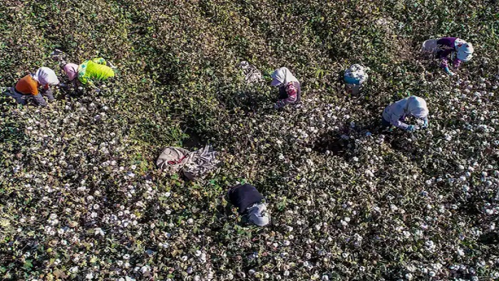 People working on a field picking cotton