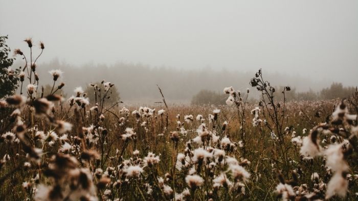 A cotton field