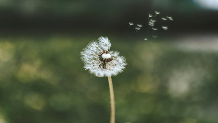 The image shows a dandelion flower with seeds attached to it. It is a close-up photo of the plant in an outdoor setting, possibly in the grass.