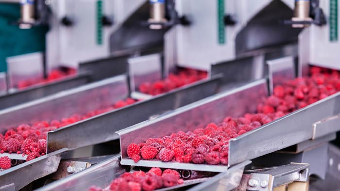 Strawberries being processed