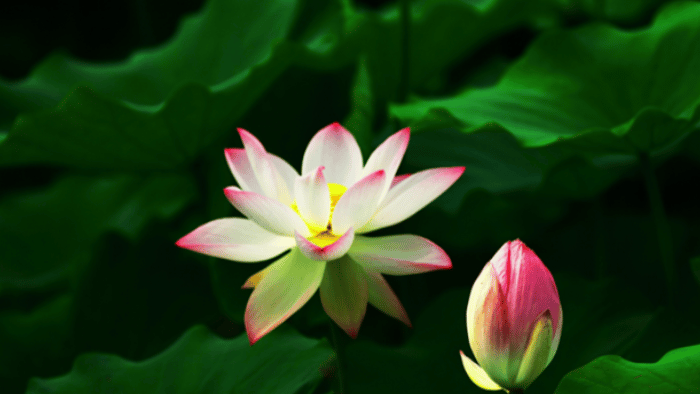 Picture of a flower floating on a calm pond