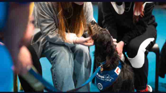 Photo of people with dogs