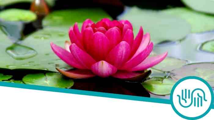An image of a peaceful pond and a lotus blossom with the Multifaith Chaplaincy logo