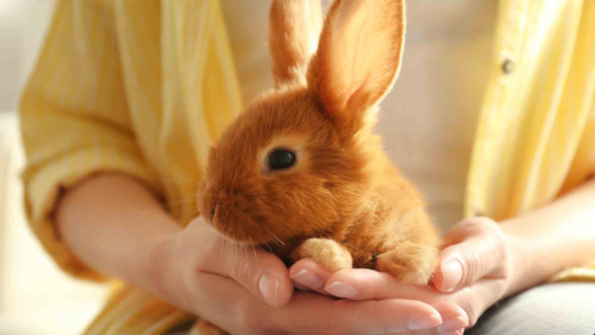 Image of a persons hands holding a small rabbit